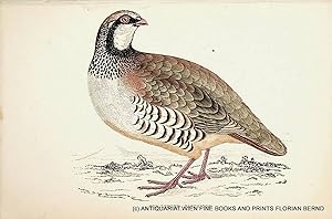 Red-legged Partridge / Alectoris rufa / Rothuhn