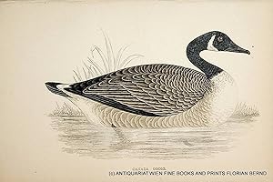 Canada Goose / Branta canadensis / Kanadagans