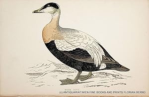 Eider Duck / Common eider / Somateria mollissima / Eiderente