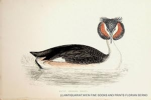 Great Crested Grebe / Podiceps cristatus / Haubentaucher