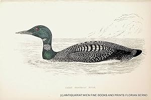 Great Northern Diver / Common loon / Gavia immer / Eistaucher