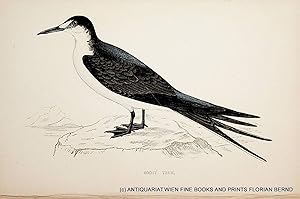 Sooty Tern / Onychoprion fuscatus / Rußseeschwalbe