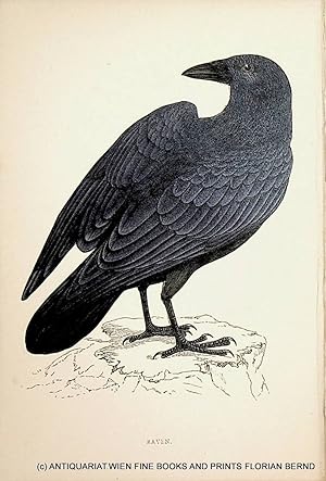 Raven / Common raven / Corvus corax / Kolkrabe