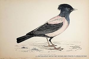 Rose-coloured Pastor / Rosy starling also known as the rose-coloured starling or rose-coloured pa...