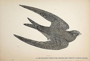 Swift / Common swift / Apus apus / Mauersegler