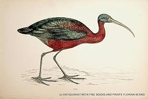 Ibis / Glossy ibis / Plegadis falcinellus / Brauner Sichler / Braunsichler / Sichler