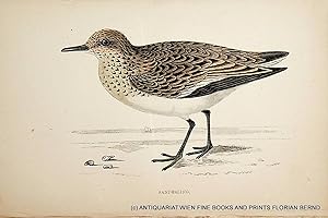 Sanderling / Calidris alba / Sanderling