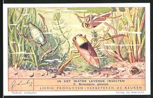 Seller image for Sammelbild Liebig, In het Water levende Insecten 5. Notonecta glaucus, Insekten for sale by Bartko-Reher