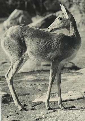 Africa Ivory Coast Antelope? Old Photo Defossez 1970's