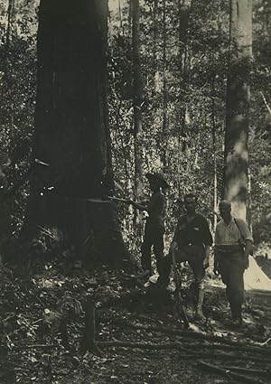 Africa Congo Forestry Forest Lumberjacks Old Photo 1940's