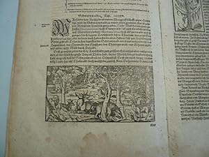 Baden, Schwarzwald, Adel, Geschichte, anno 1590, Münster Sebastian, Cosmographie - Beschreibt u.a...
