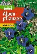 Bild des Verkufers fr Alpenpflanzen zum Verkauf von moluna