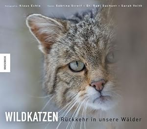 Wildkatzen