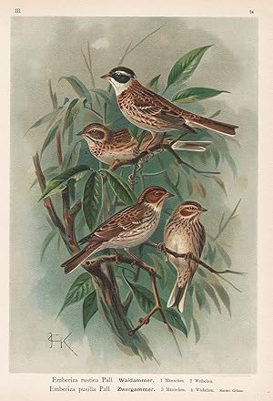 Bild des Verkufers fr Waldammer, Zwergammer " Sperling Ammer bunting Vogel Vgel bird birds zum Verkauf von Antiquariat Steffen Vlkel GmbH