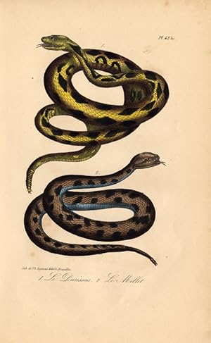 Antique Print-SOUTH AMERICAN RATTLESNAKE-MILLET-Lejeune-Lacepede-1832