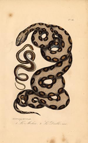 Antique Print-SNAKE-MOLURUS-INDIAN PYTHON-Lejeune-Lacepede-1832