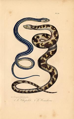 Antique Print-SNAKE-CENCHRUS-CHAPELET-Lejeune-Lacepede-1832