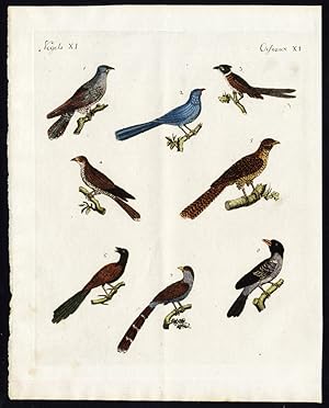 Antique Print-COMMON CUCKOO-BLUE COUA-CHESTNUT WINGED-CAPE-Bertuch-1800
