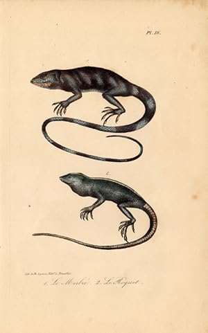 Antique Print-LIZARD-GECKO-ANOLE-MARBLED-MARTINIQUE-Lejeune-Lacepede-1832