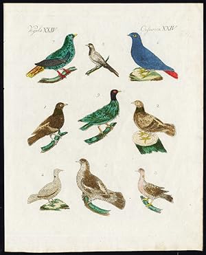 Antique Print-WOOD PIGEON-DOMESTIC-TURTLE DOVE-RINGNECK-MADAGASCAR-Bertuch-1800