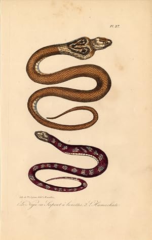 Antique Print-SNAKE-SPECTACLED COBRA-INDIAN-RINKHALS-Lejeune-Lacepede-1832