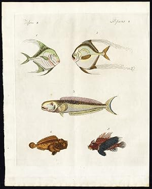 Antique Print-JOHN DORY-SCORPION FISH-Bertuch-1800