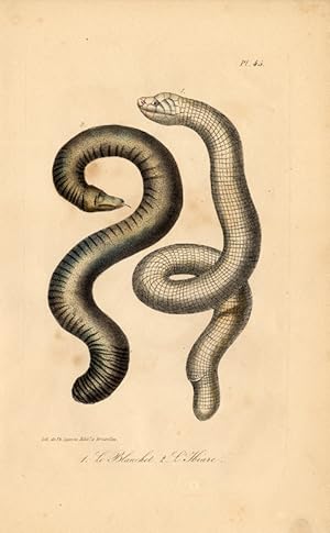 Antique Print-WORM-SNAKE-BLANCHET-IBIARE-Lejeune-Lacepede-1832