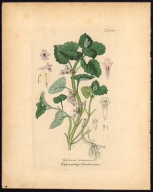 Rare Antique Botanical Print-GROUND IVY-CREEPING CHARLIE-Artus-Kirchner-1848