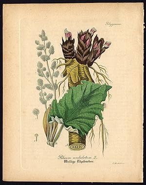 Rare Antique Botanical Print-RHUBARB-RHEUM UNDULATUM-Artus-Kirchner-1848