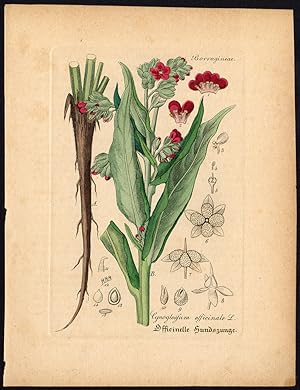 Rare Antique Botanical Print-HOUNDSTONGUE-TOOTH-GYPSY FLOWER-Artus-Kirchner-1848