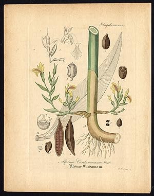 Rare Antique Botanical Print-ALPINIA CARDAMOMUM-CARDAMON-Artus-Kirchner-1848