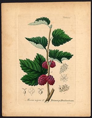 Rare Antique Botanical Print-MORUS NIGRA-BLACK MULBERRY-Artus-Kirchner-1848