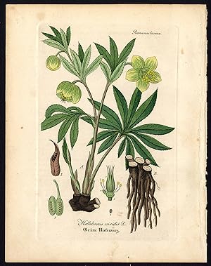 Rare Antique Botanical Print-GREEN HELLEBORE-BEAR'S FOOT-Artus-Kirchner-1848