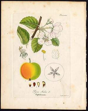 Rare Antique Botanical Print-APPLE TREE-PYRUS MALUS-Artus-Kirchner-1848