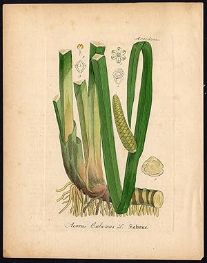 Rare Antique Botanical Print-ACORUS CALAMUS-SWEET FLAG-Artus-Kirchner-1848