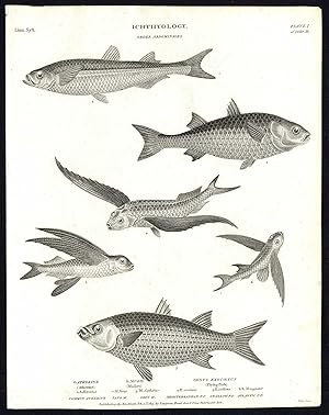 Antique print-NATURAL HISTORY-FISH-ATHERINA-MULLET-FLYING FISH-Rees-1820