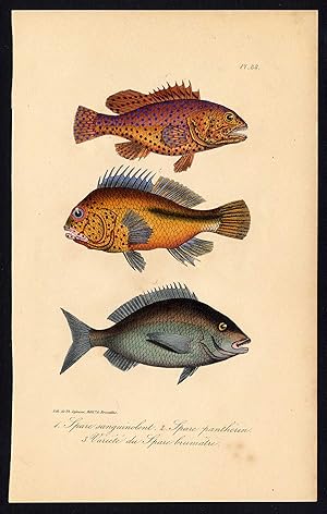 Antique Print-SEA BREAM-FISH-SPARIDAE-PORGY-Pl. 88-Lacepede-1832