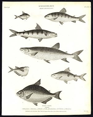 Antique print-NATURAL HISTORY-FISH-SALMON-ODOE-RHOMBEUS-Rees-1820