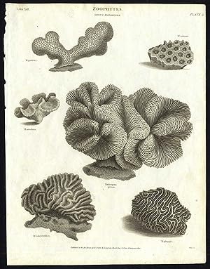 Antique print-NATURAL HISTORY-CORAL-MADREPORA-BOULDER BRAIN-Rees-1820