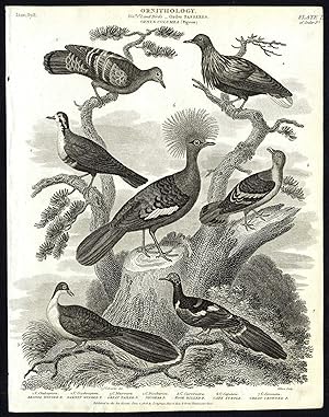 Antique print-NATURAL HISTORY-BIRD-PIGEON-GARNET-BRONZE-WINGED-Rees-1820