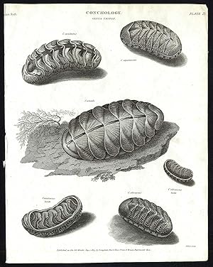 Antique print-NATURAL HISTORY-POLYPLACOPHORAN MOLLUSK-CHITON-Rees-1820
