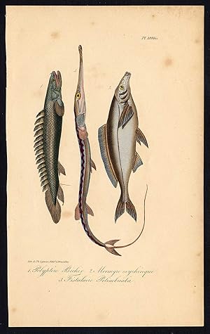 Antique Print-MORMYRID-ELEPHANT SNOUT FISH-CORNETFISH-Pl. 109b-Lacepede-1832