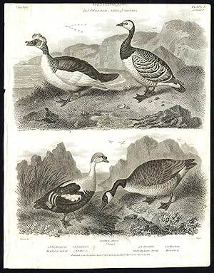 Bild des Verkufers fr Antique print-NATURAL HISTORY-BIRD-GOOSE-DUCK-BERNACLE-CANADA-Rees-1820 zum Verkauf von Pictura Prints, Art & Books