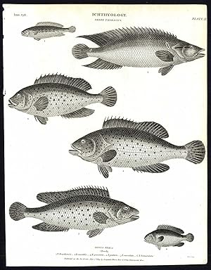 Antique print-NATURAL HISTORY-FISH-PERCA-PERCH-Rees-1820