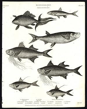 Antique print-NATURAL HISTORY-FISH-POLYNEME-HERRING-CLUPEA-Rees-1820