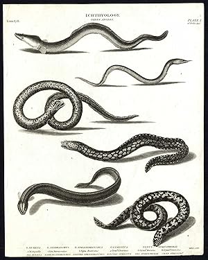 Antique print-NATURAL HISTORY-EEL-MURENA-SYNBRANCHUS-SPHAGEBRANCHUS-Rees-1820