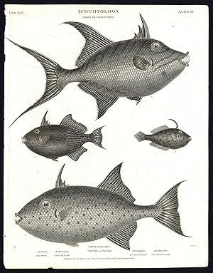 Antique print-NATURAL HISTORY-FISH-OLD WIFE-FILE FISH-Rees-1820