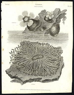 Antique print-NATURAL HISTORY-SEA CARNATION-ANEMONE-OPELET ANEMONE-Rees-1820