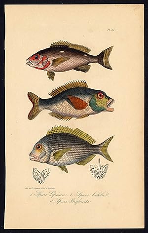 Antique Print-SEA BREAM-FISH-SPARIDAE-PORGY-Pl. 87-Lacepede-1832