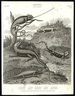 Antique print-NATURAL HISTORY-AMPHIBIAN-LIZARD-SALAMANDER-CHAMAELEON-Rees-1820